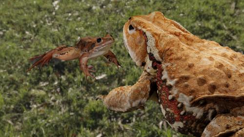 2 Realistic Frogs (Rigged) preview image